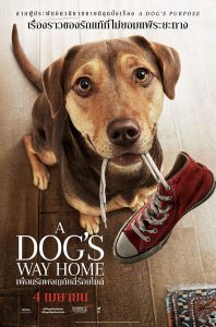 A Dog’s Way Home (2019) เพื่อนรักผจญภัยสี่ร้อยไมล์