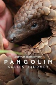Pangolin: Kulu’s Journey การเดินทางของคูลู (2025) NETFLIX บรรยายไทย